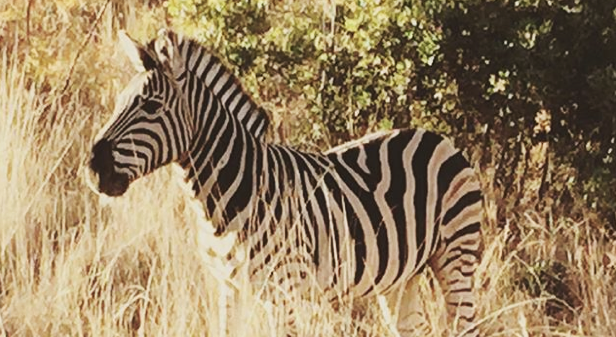 South Africa zebra game drive