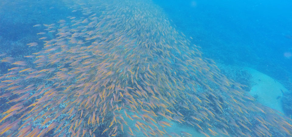massive school of fish koh tao