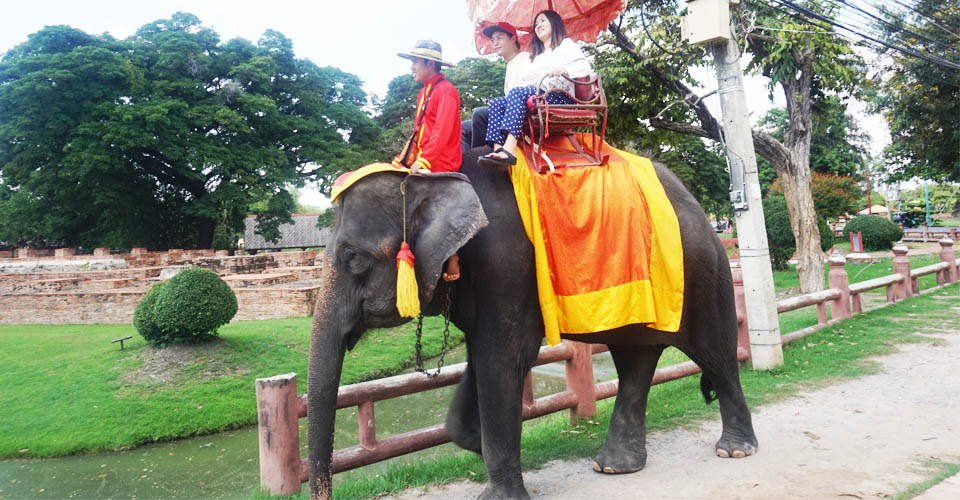 Ayutthaya Elephants