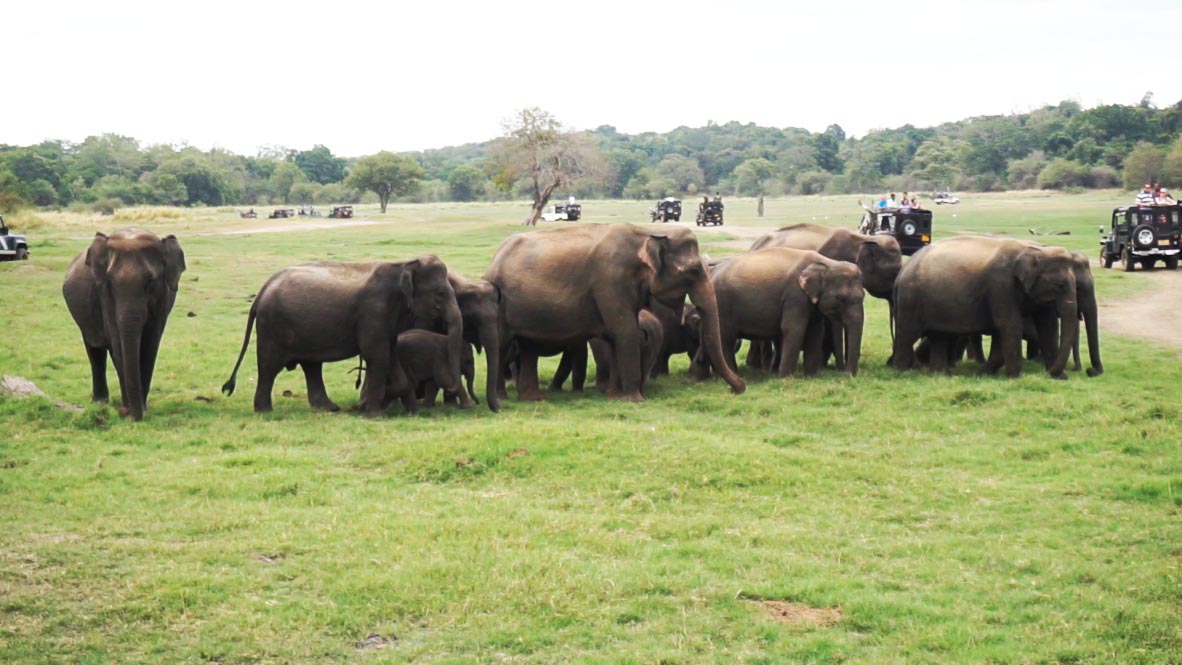 Minneriya National Park elephants