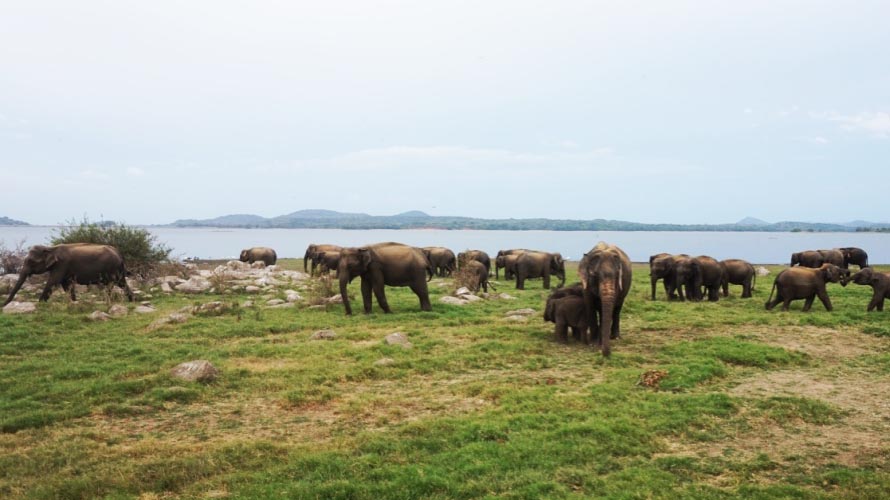 Minneriya National Park elephants