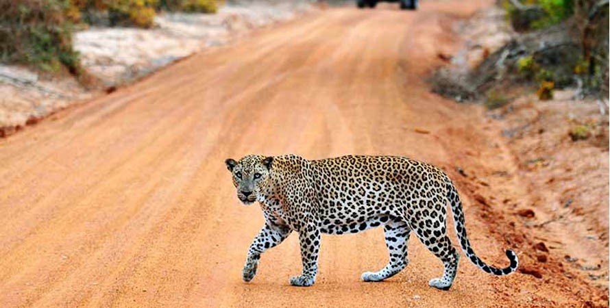 yala national park sri lanka