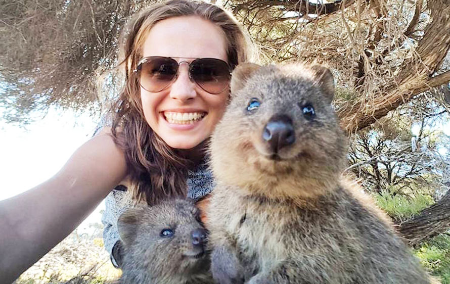 quokkas