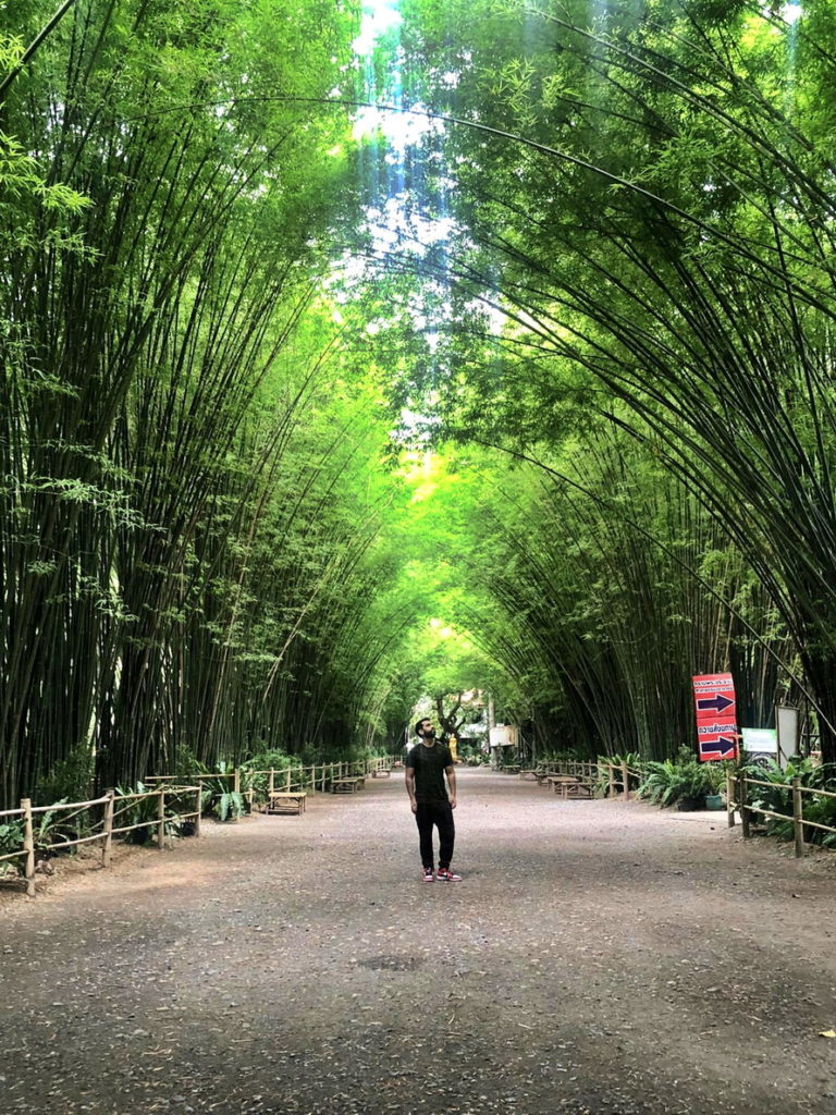 Bamboo Tree Tunnel Nakhon Nayok